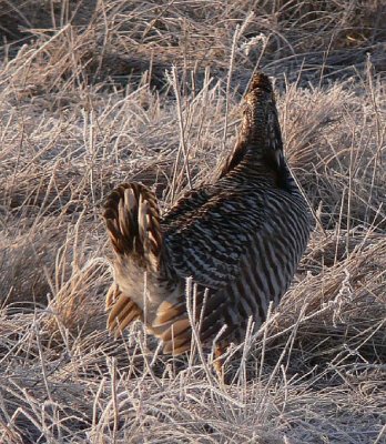 Prairie Chicken 078.jpg