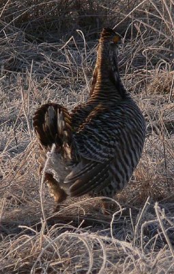 Prairie Chicken 079.jpg