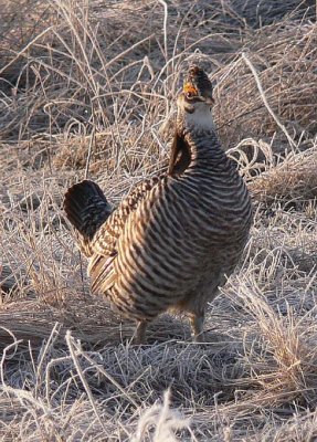 Prairie Chicken 080.jpg