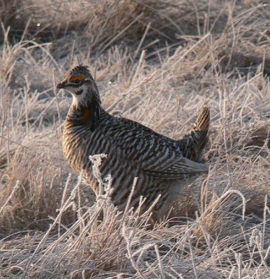 Prairie Chicken 084.jpg