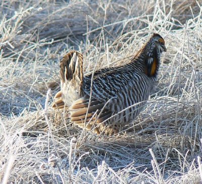 Prairie Chicken 087.jpg