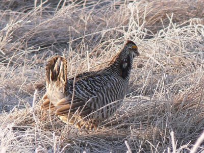 Prairie Chicken 088.jpg