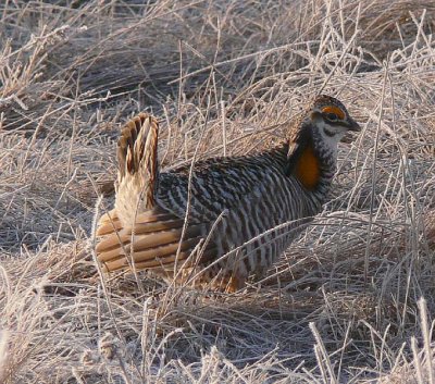 Prairie Chicken 090.jpg