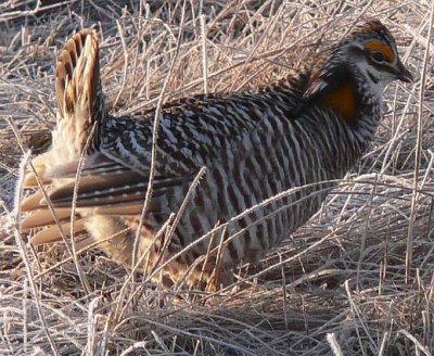 Prairie Chicken 093.jpg