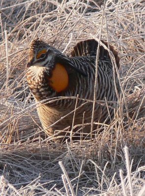Prairie Chicken 096.jpg