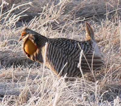 Prairie Chicken 098.jpg