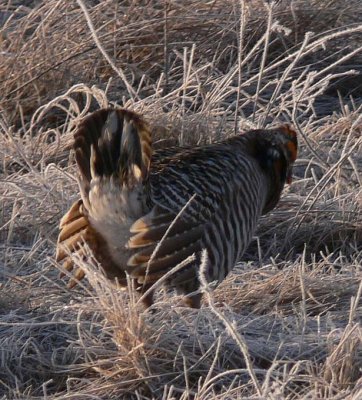Prairie Chicken 099.jpg