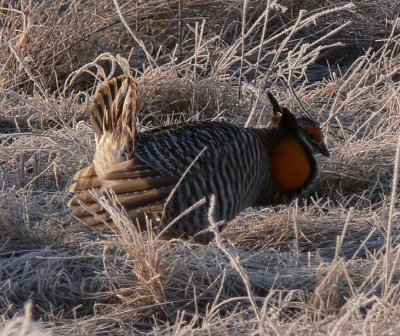 Prairie Chicken 100.jpg