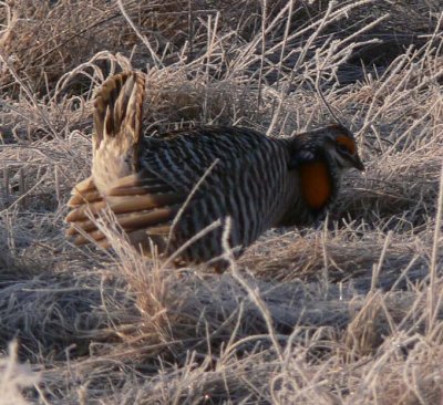 Prairie Chicken 101.jpg