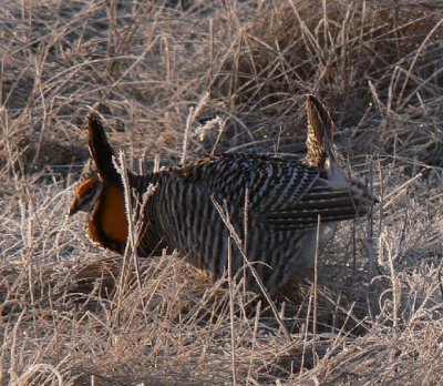 Prairie Chicken 102.jpg