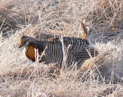 Prairie Chicken 105.jpg