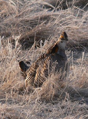 Prairie Chicken 110.jpg