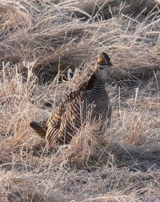 Prairie Chicken 111.jpg