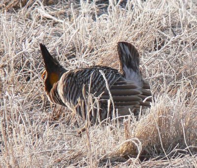Prairie Chicken 115.jpg