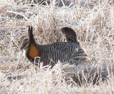 Prairie Chicken 001.jpg