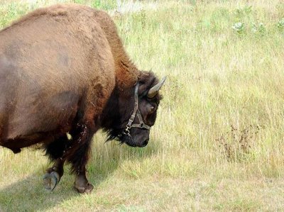 Prairie Day  053.jpg