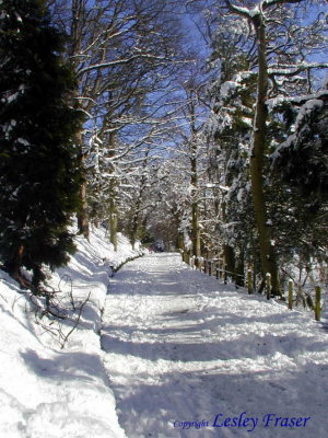 The Avenue In Winter