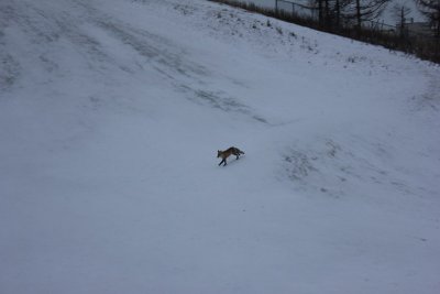 The Fox