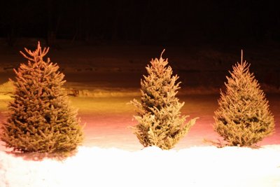 The Trees...