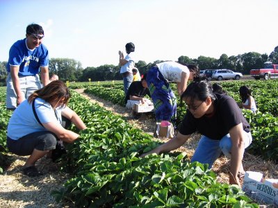 strawberry picking