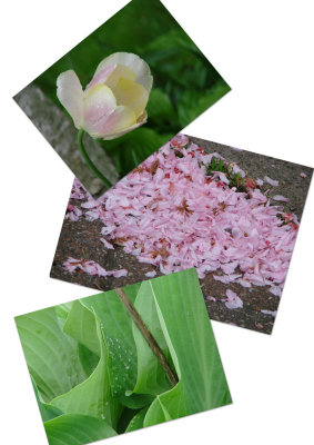 Collage of Flower Photos