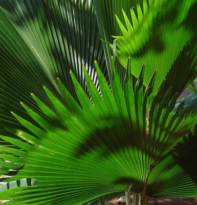 Puerto Rican Flowers