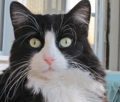 My cat - Toby