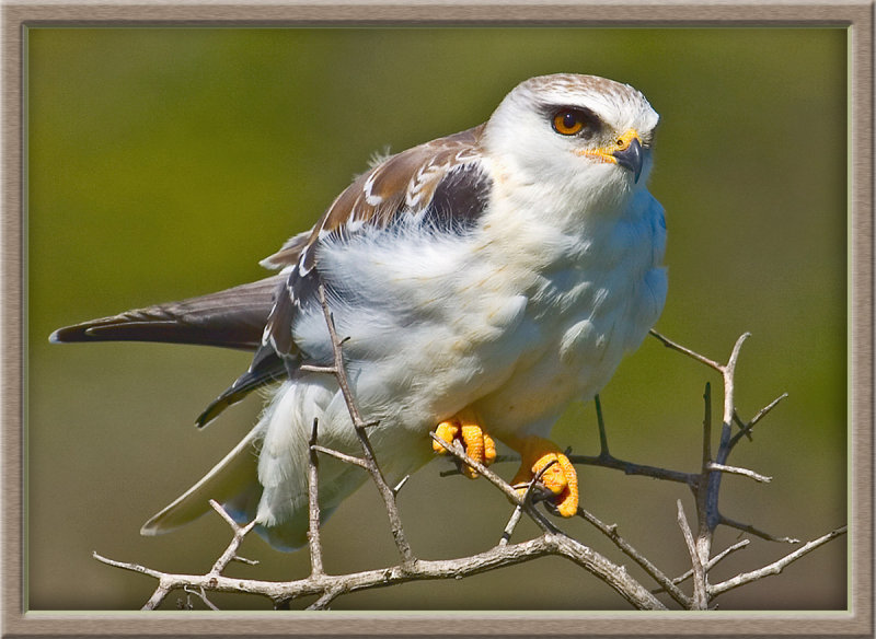 Black Shouldered Kite (4233)
