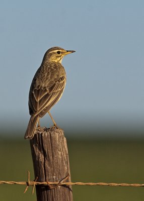 1282 - Pipit