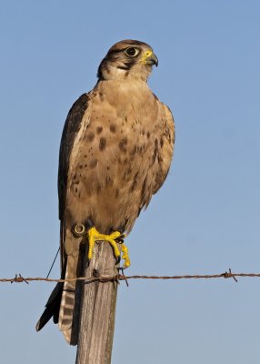 Lanner Falcon (1293)