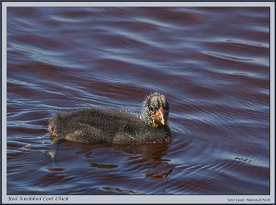 Red Knobbed Coot Chick (1371)