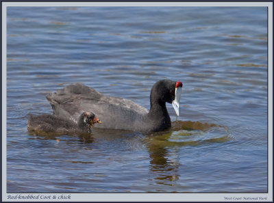 Red Knobbed Coot & Chick (1372)