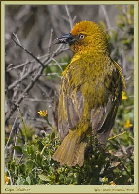 Cape Weaver (1393)