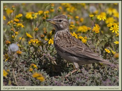 Large Billed Lark (1424)