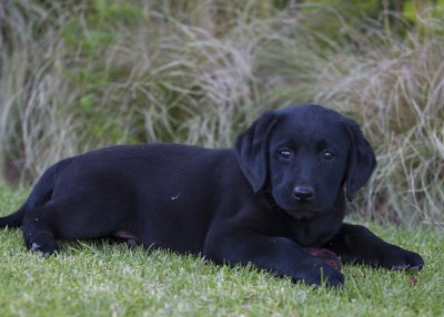 Jack - our new black lab pup (1689)