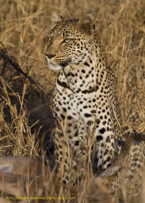 Leopard at kill - sensing approaching Hyena (1332)