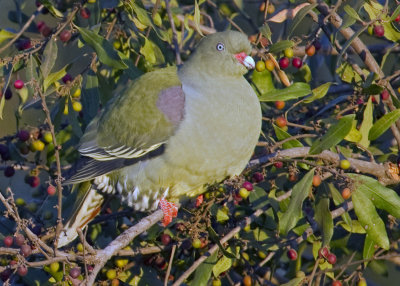 African Green Pigeon (0509)