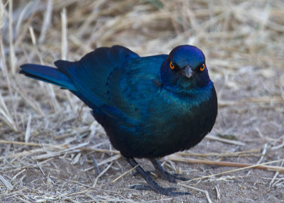 Cape Glossy Starling (0515)
