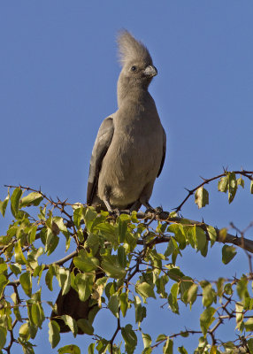 Grey Go-away-bird (aka Grey Lourie) (0535)