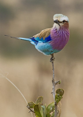 Lilac-breasted Roller (0925)