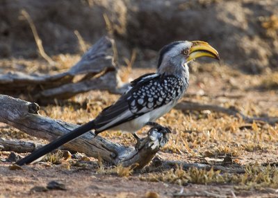 Southern Yellow-billed Hornbill (0407)
