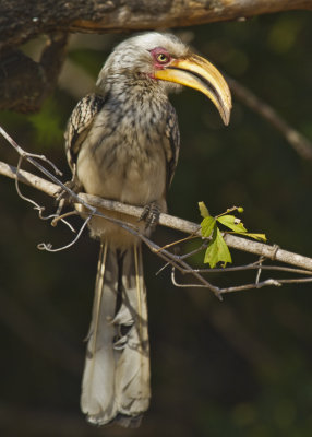 Southern Yellow-billed Hornbill (1088)