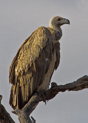 White-backed Vulture (0546)