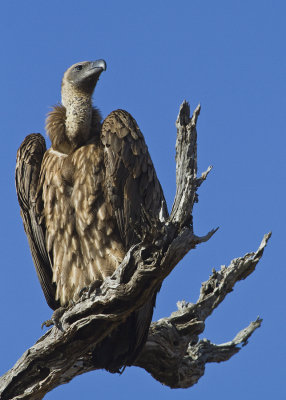 White-backed Vulture (0549)