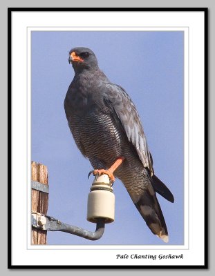 Pale Chanting Goshawk (4172)