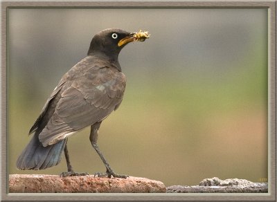 Pied Starling (4048)