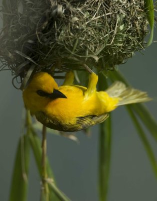 Weaver Birds