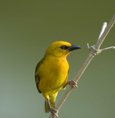 Weaver092.jpg