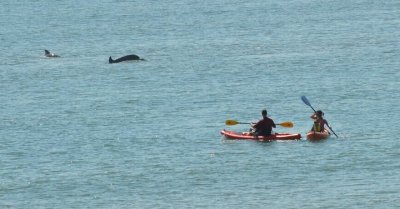 There were 6 dolphins that played around the area
