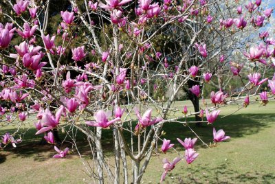 Japanese Magnolia blooms in our neighbor's yard